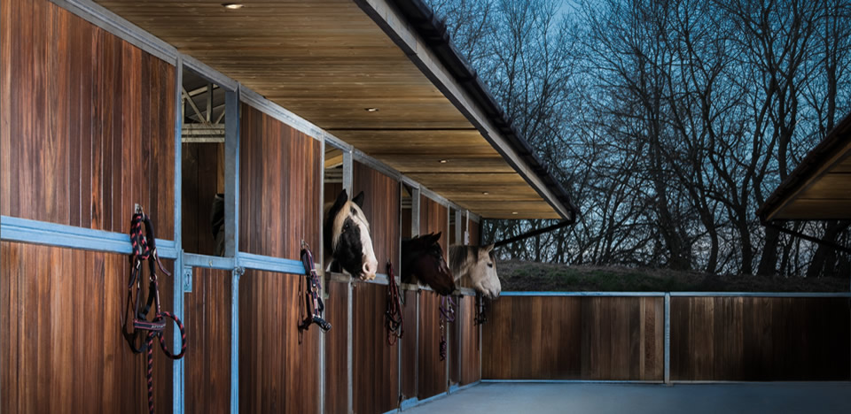 Avalon Equestrian